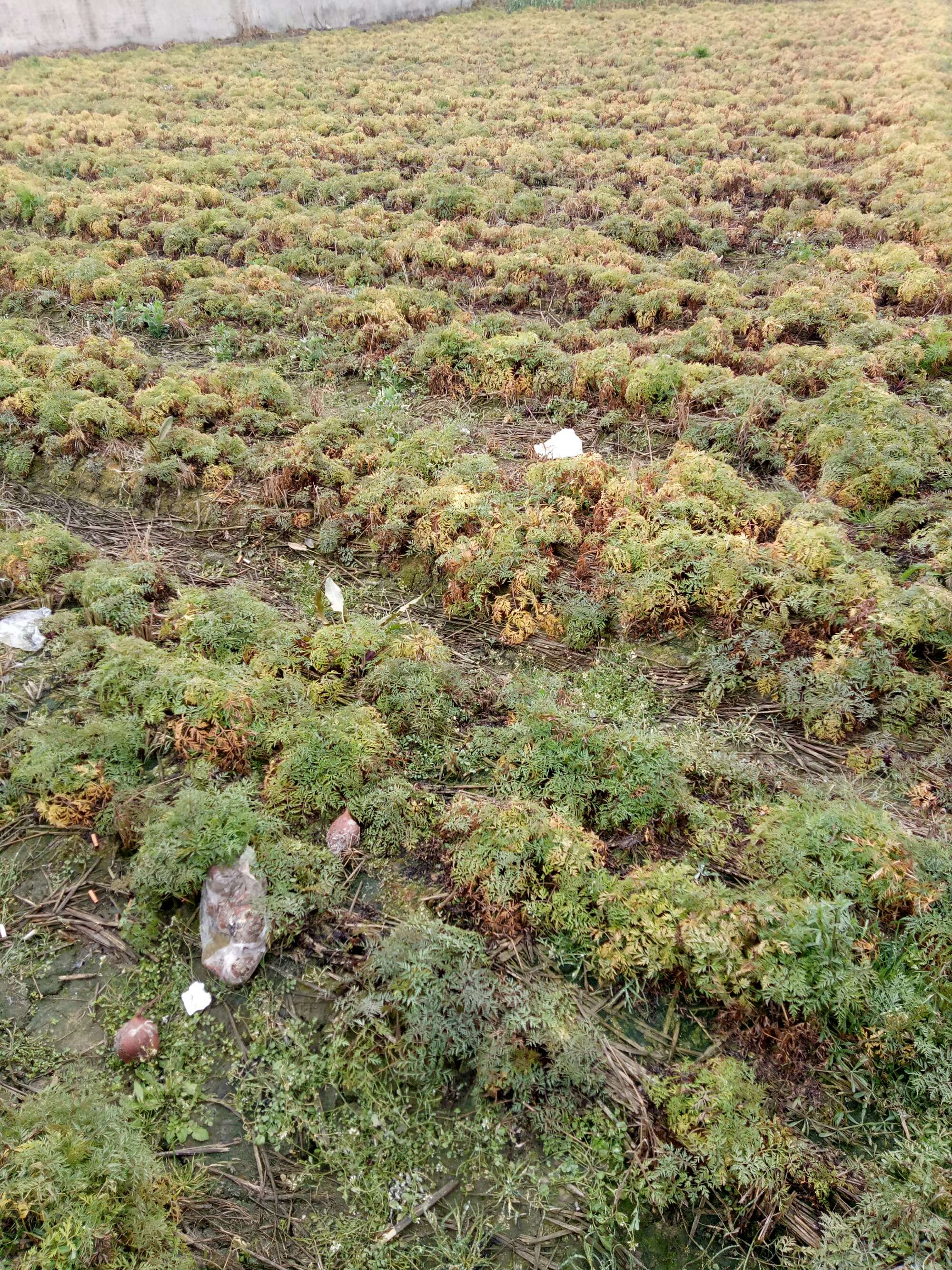 成都彭州市50亿元推动彭州打造“百亿医药健康产业基地”