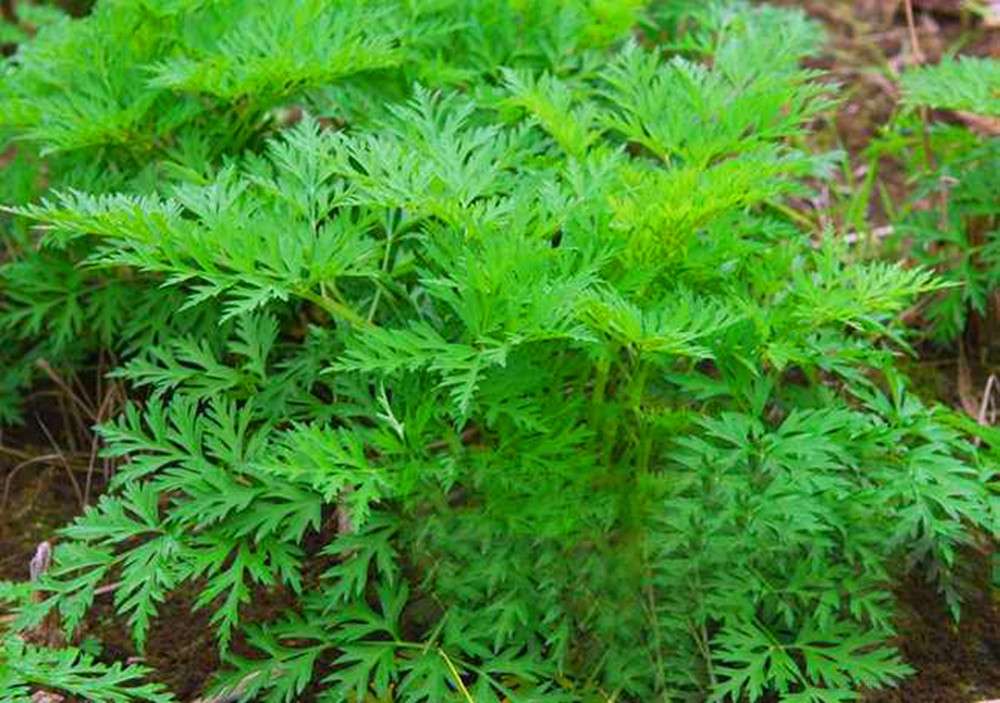 彭州招聘彭州最近招聘信息_彭州招聘普工_彭州医药销售招聘