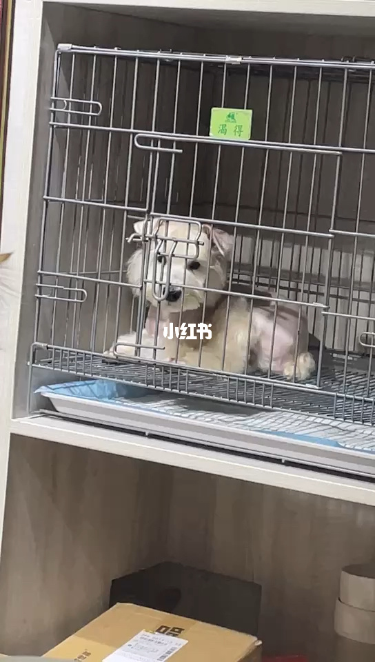成都一家宠物寄养酒店150元一天别嫌贵