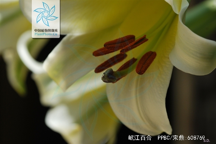 邛崃羊安招聘信息_邛崃羊安招聘_邛崃市羊安镇招聘信息