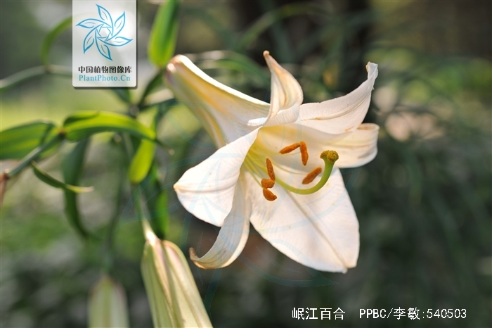邛崃羊安招聘信息_邛崃羊安招聘_邛崃市羊安镇招聘信息