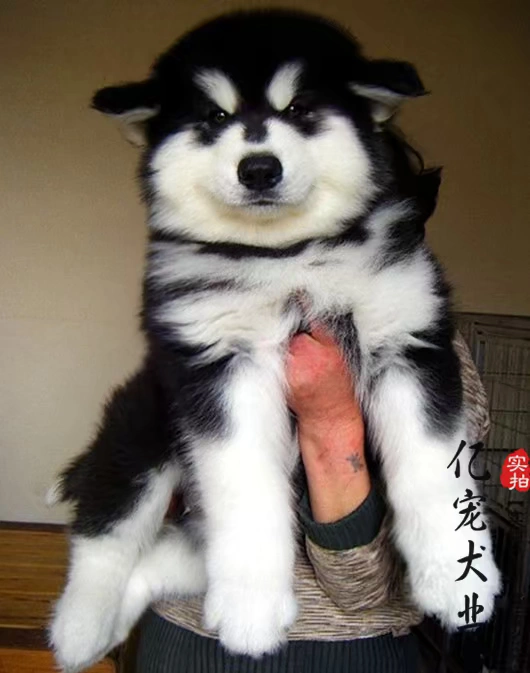 犬舍圆您一个梦世界犬业联盟FCI永久注册