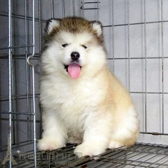 成都博美犬宠物店价格及图片_成都正规犬舍实体店_成都狗狗宠物乐园地址