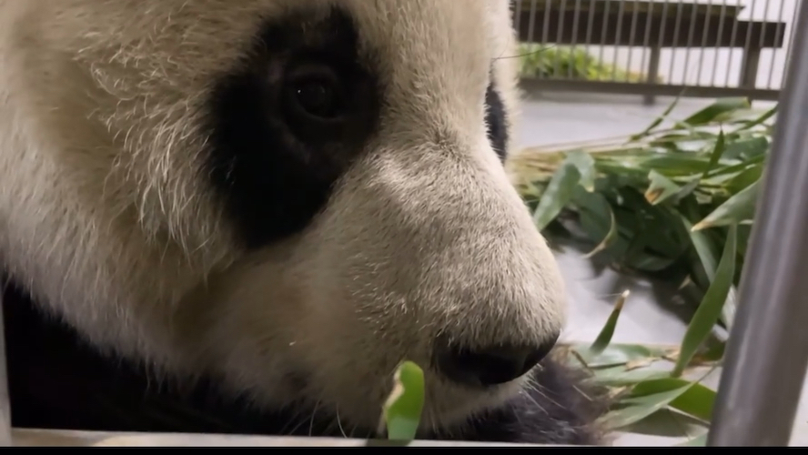 成都熊猫基地工资待遇_成都大熊猫基地应聘条件_成都大熊猫基地招聘